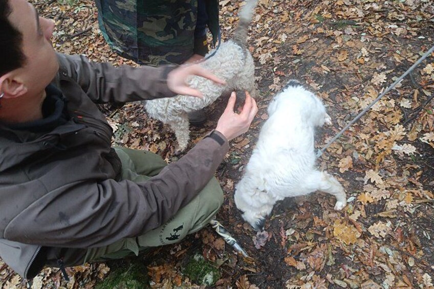 Truffle hunting experience with lunch and Chianti wine tasting 3