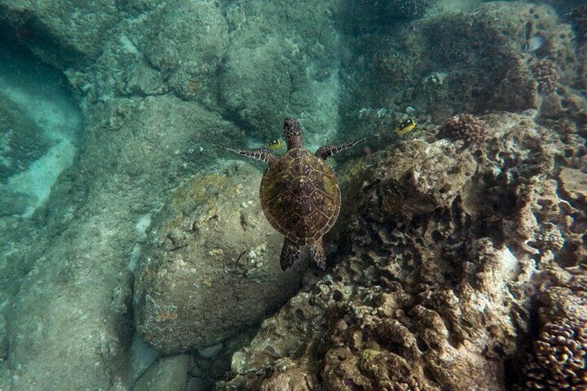 A sea turtle swimming near a coral reef. 4