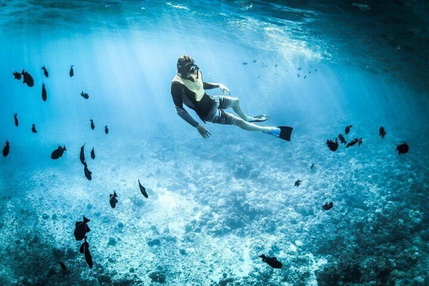 A person scuba diving underwater surrounded by fish. 2