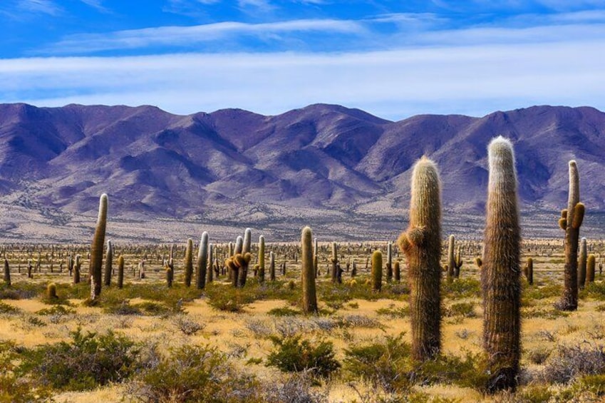 A desert landscape with numerous tall cacti and distant mountains under a clear sky. 1