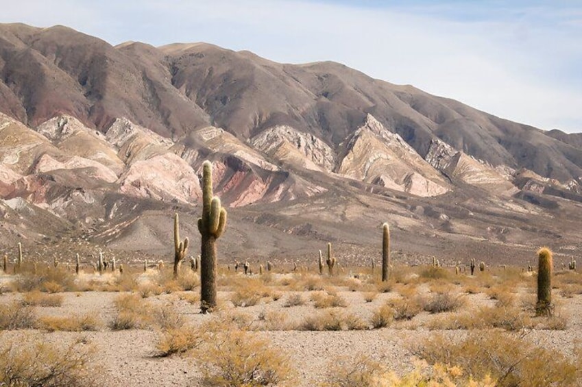 A desert landscape with cacti and mountains in the background. 4