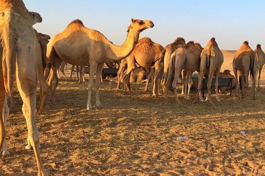 4-Hour Private Dune Buggy Tour from Jeddah