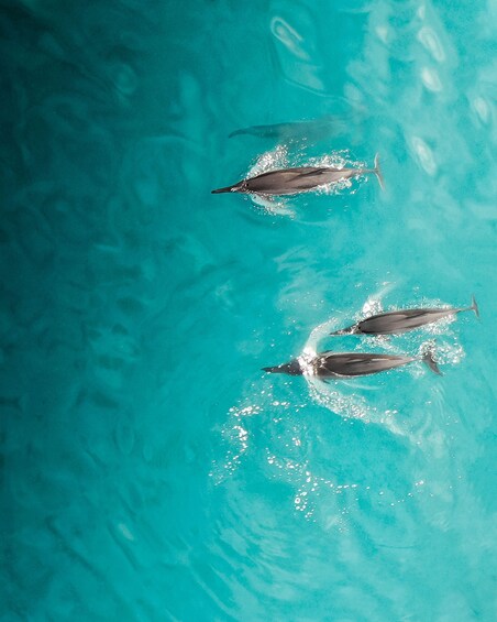 Picture 7 for Activity Giardini Naxos Taormina: Dolphin Watching Sunset Tour 4