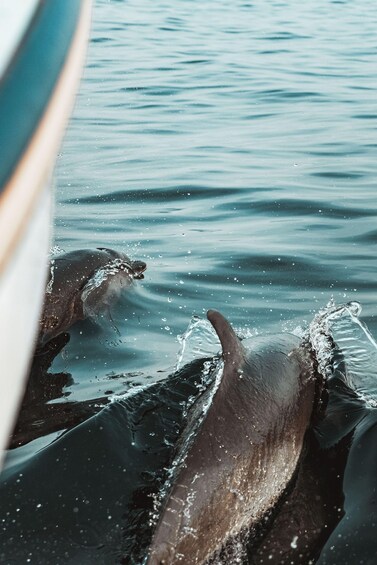 Picture 1 for Activity Giardini Naxos Taormina: Dolphin Watching Sunset Tour 3