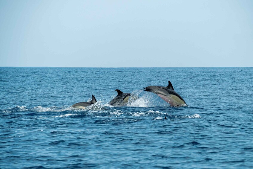 Picture 12 for Activity Giardini Naxos Taormina: Dolphin Watching Sunset Tour 5