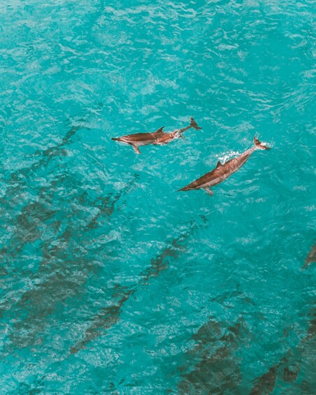 Picture 15 for Activity Giardini Naxos Taormina: Dolphin Watching Sunset Tour 2