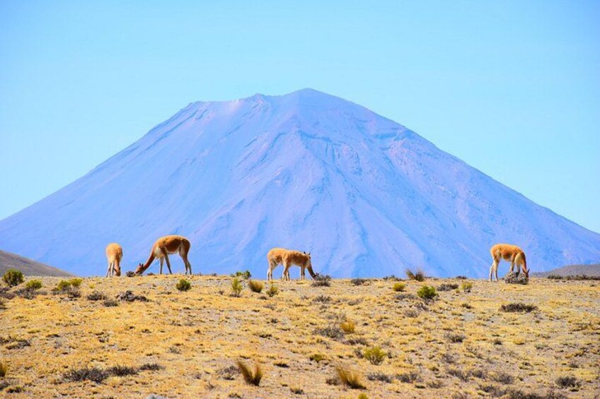 A group of animals grazing on a barren landscape with a large mountain in the background. 4