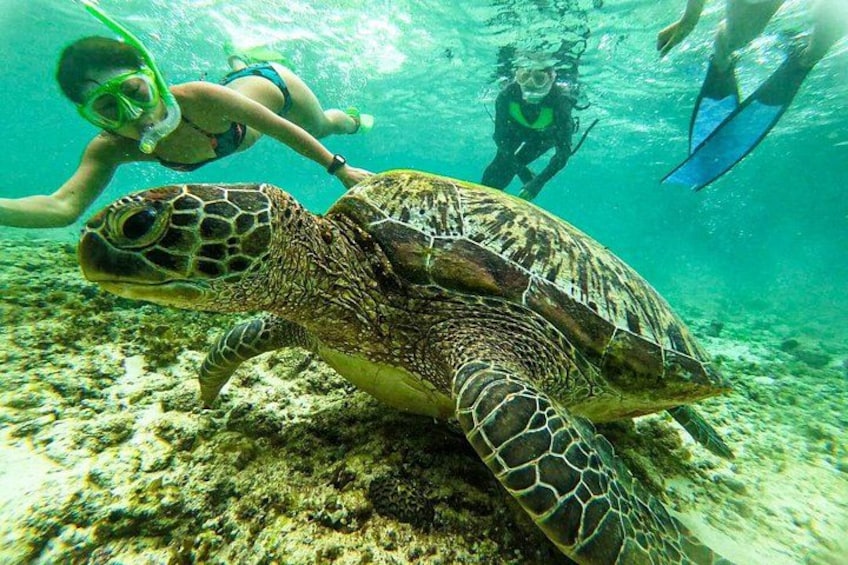 A sea turtle swimming underwater with snorkelers in the background. 1
