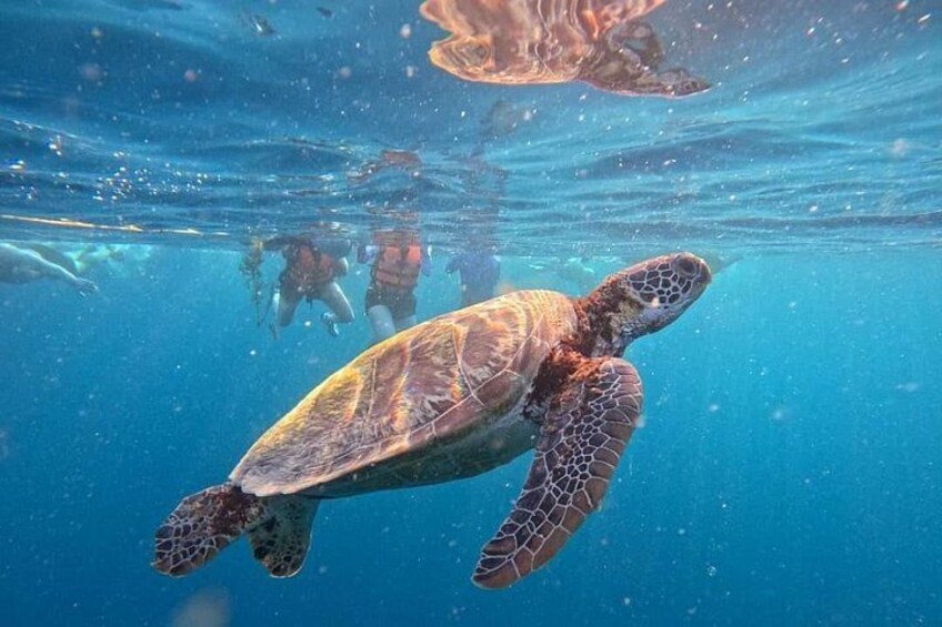 A sea turtle swimming underwater with divers in the background. 3