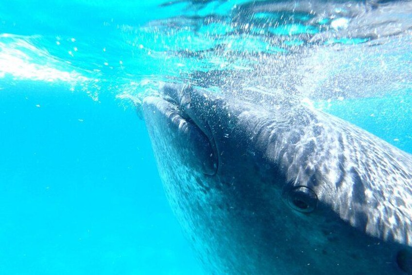 From Cebu: Oslob Whale Shark Swimming & Moalboal Sardine Run Tour 3