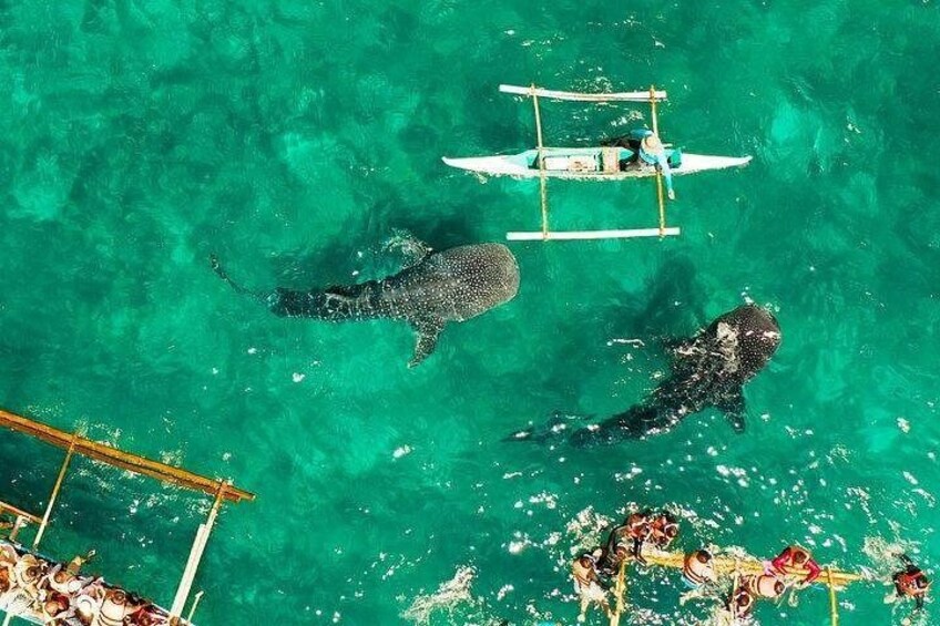 A clear turquoise sea with a boat carrying passengers and two large marine animals swimming nearby. 5
