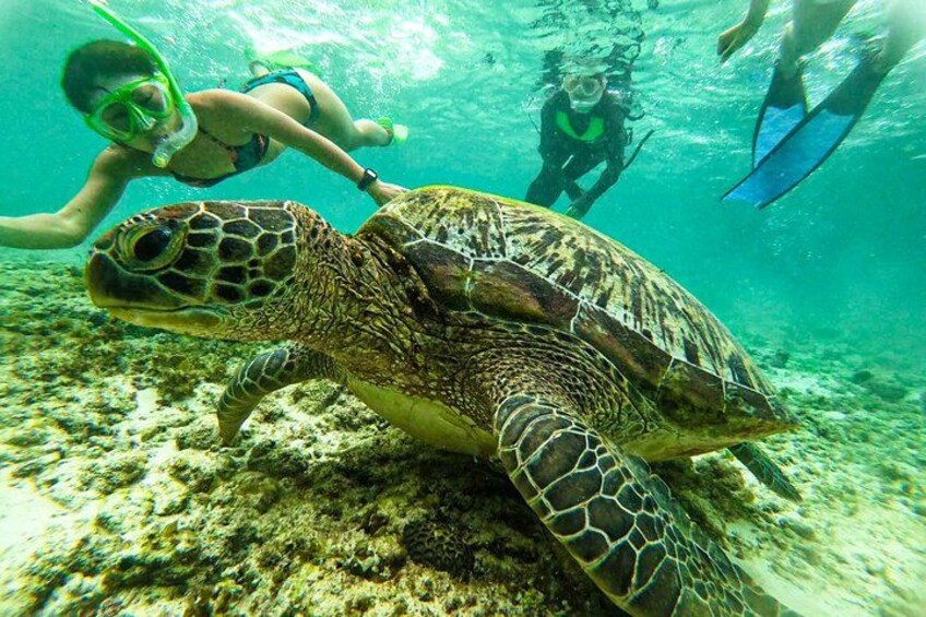 From Cebu: Oslob Whale Shark Swimming & Moalboal Sardine Run Tour 1