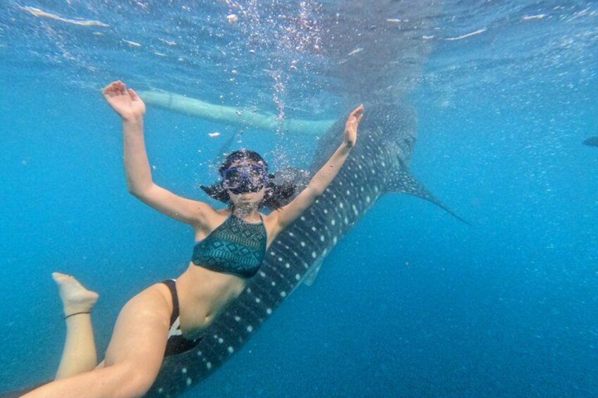 From Cebu: Oslob Whale Shark Swimming & Moalboal Sardine Run Tour 4