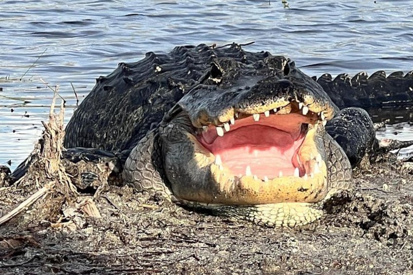 Een krokodil met open bek, liggend op een modderige oever nabij water. 1