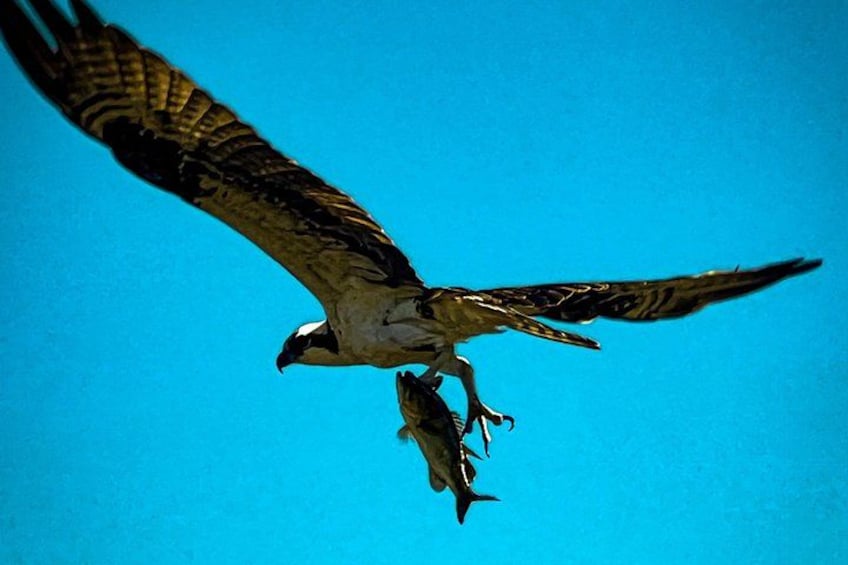 Een roofvogel, vermoedelijk een visarend, die met een vis in zijn klauwen vliegt. 3