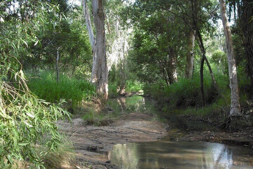 The west coast has the highest number of koalas on Magnetic Island.