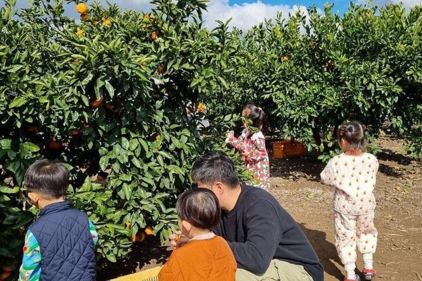 Een groep mensen in een citrusgaard, sommigen plukken sinaasappels. 4
