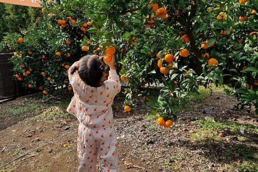 Een kind plukt sinaasappels van een boom in een tuin. 3