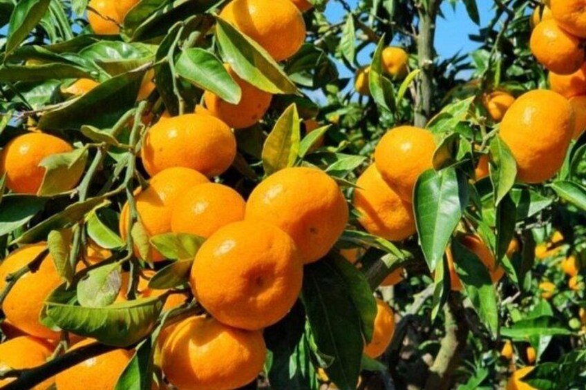 Een citrusboom met rijpe sinaasappels en groene bladeren. 1