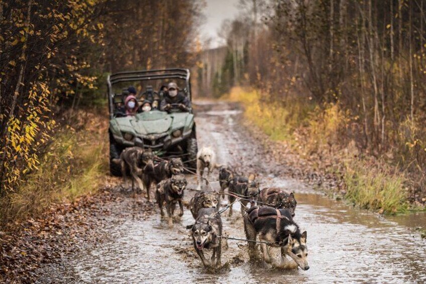 A muddy road with a vehicle and sled dogs. 1