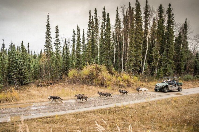 A group of animals crossing a road, a vehicle, and a forested area. 1