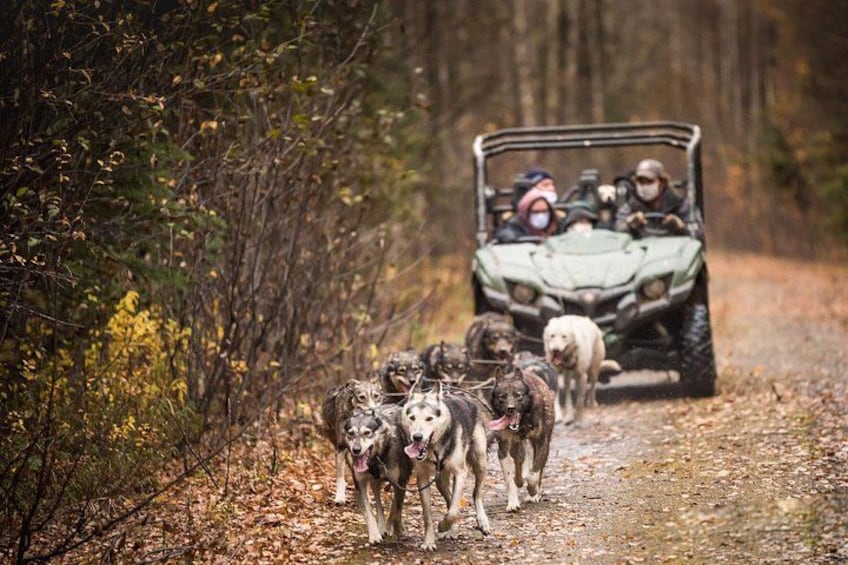 A group of dogs on a dirt path with a vehicle in the background. 5