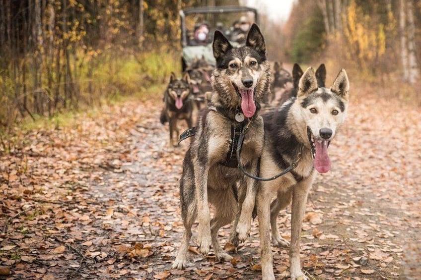 A group of husky dogs on a leaf-covered path in a forest. 3
