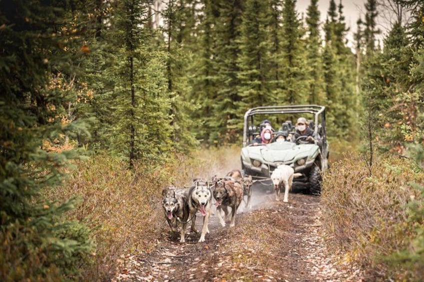 A vehicle driving on a forest trail with dogs. 4