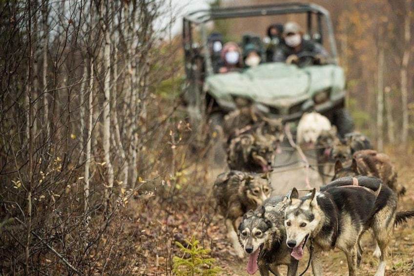 A group of dogs and a vehicle in a wooded area. 2
