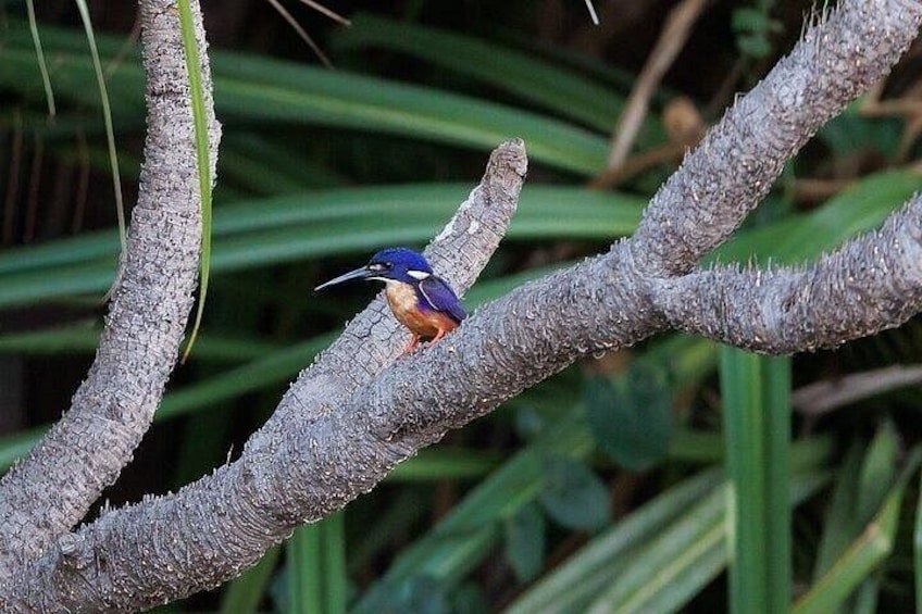 A bird perched on a tree branch. 5