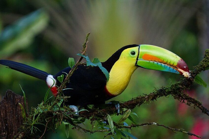 A toucan perched on a branch with a vibrant beak, surrounded by greenery. 2