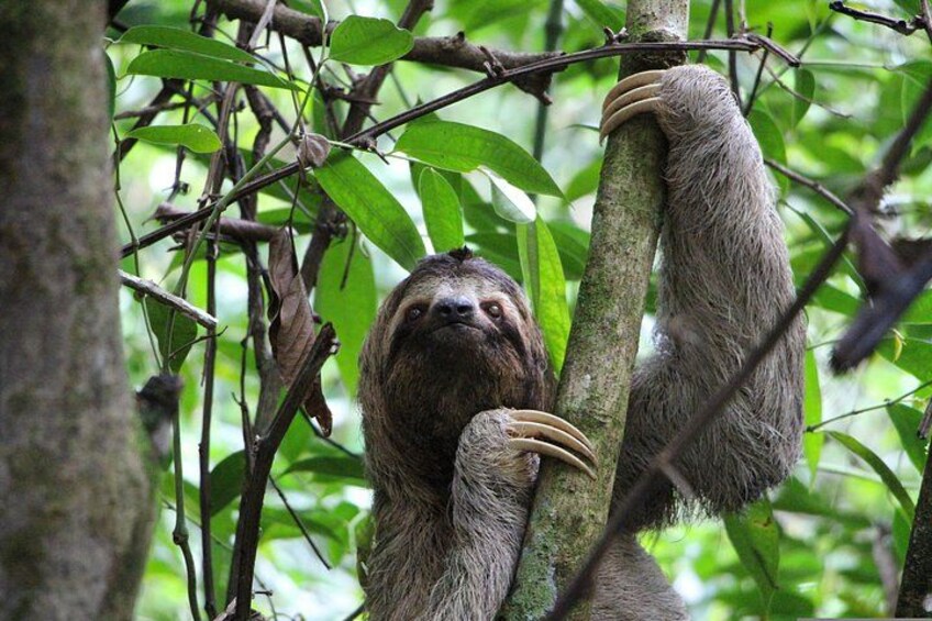 A sloth hanging from a tree branch in a forest. 3