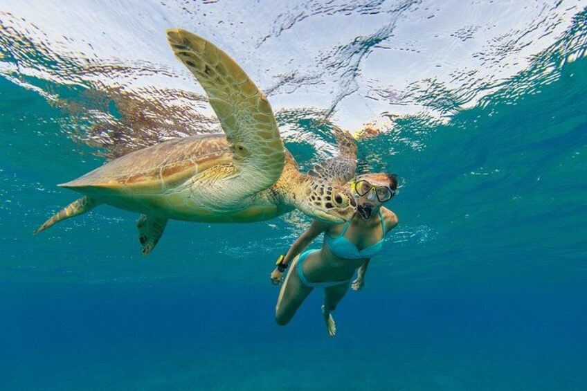 Snorkel with Turtles at WW2 Shipwreck Includes Sunset & BBQ 5