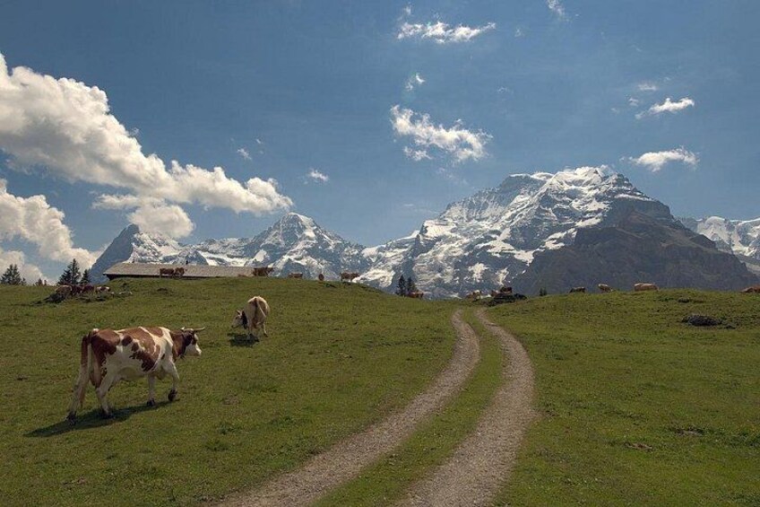 From Zurich to Top of Europe Jungfraujoch private tour 1