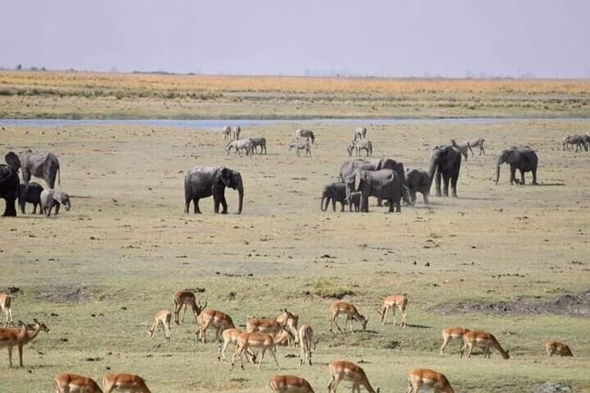 Chobe National Park from Victoria Falls 2