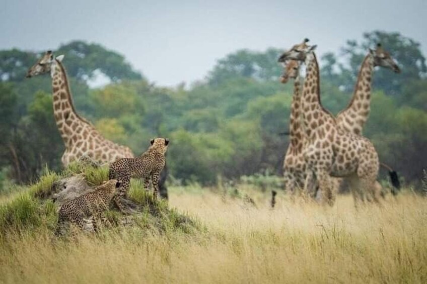 Chobe National Park from Victoria Falls 3