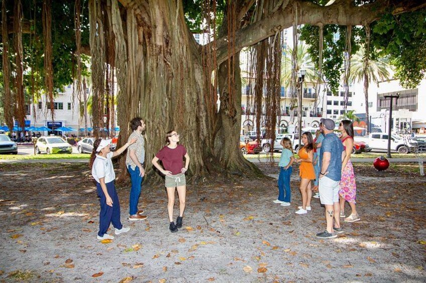 Un grupo de personas de pie bajo un árbol grande en un parque. 2