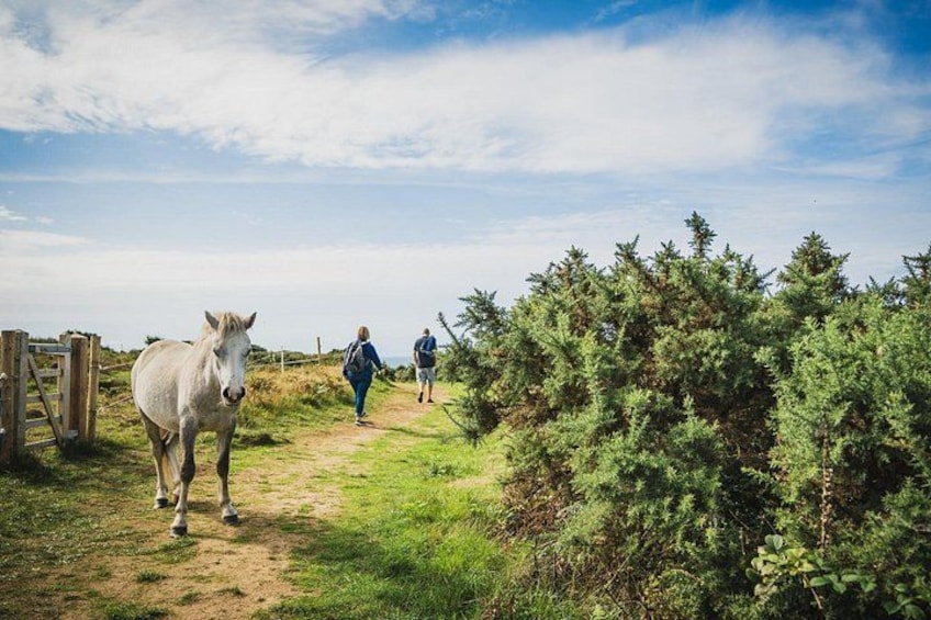 From Cardiff: The Gower - Mumbles, Three Cliffs And Worms Head 2