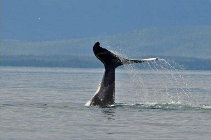 Guaranteed Whale Watching Adventure 2