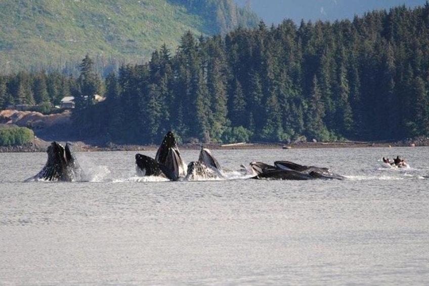 Guaranteed Whale Watching Adventure 2