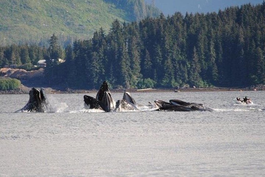 Guaranteed Whale Watching Adventure 2