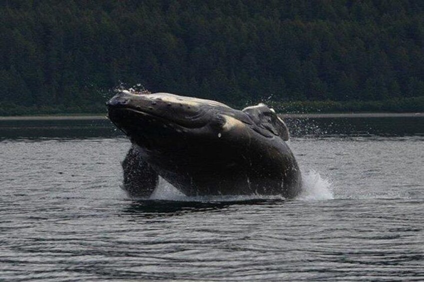 Guaranteed Whale Watching Adventure 1