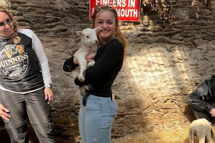 Not the same without a baby lamb 2