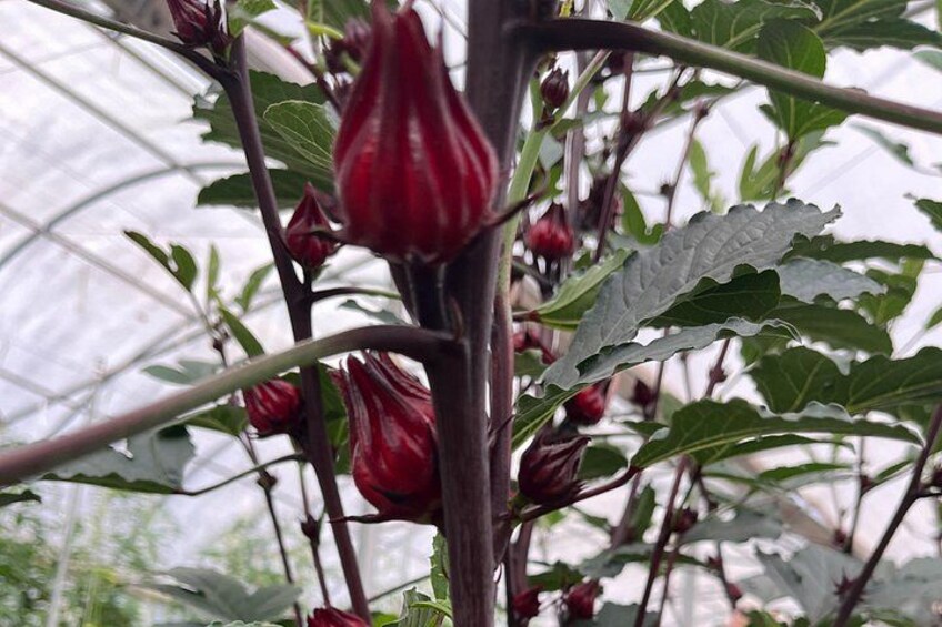 Edible hibiscus calyxes (these are the parts you eat!) 1