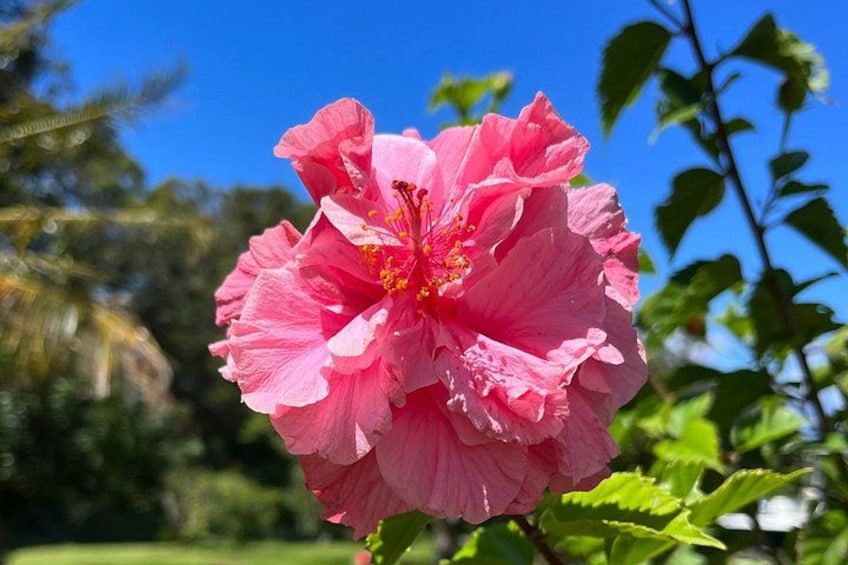 Hibiscus flower in our demistration garden 2