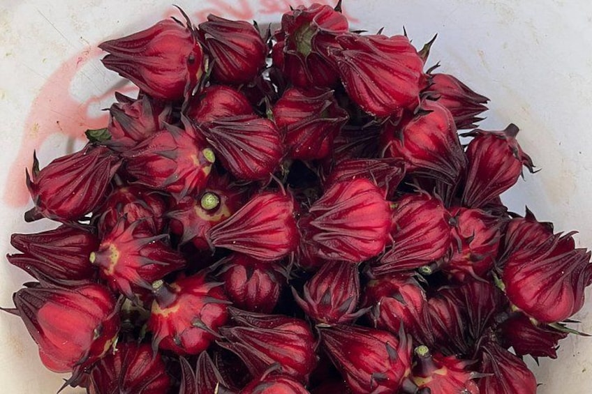 Harvest of hibiscus 4