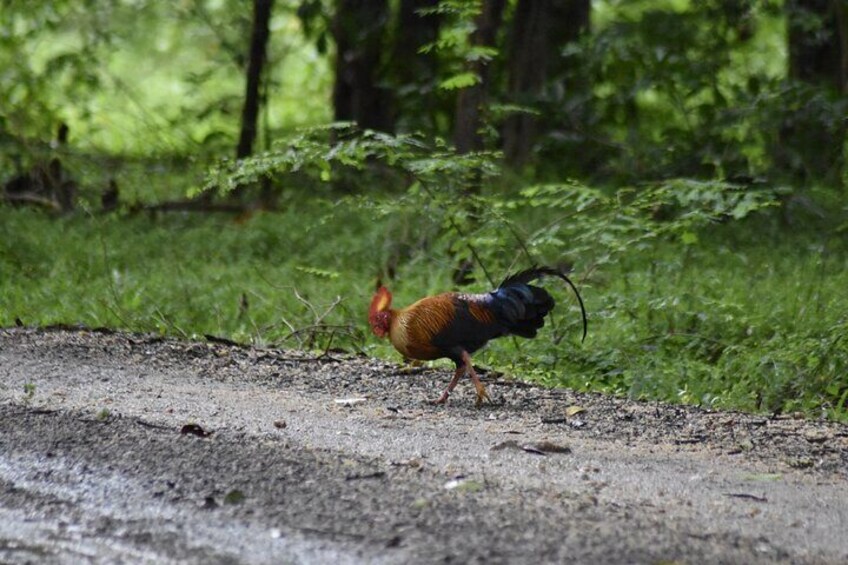Un ave de cola larga y cabeza roja caminando sobre un sendero de tierra en un bosque. 5