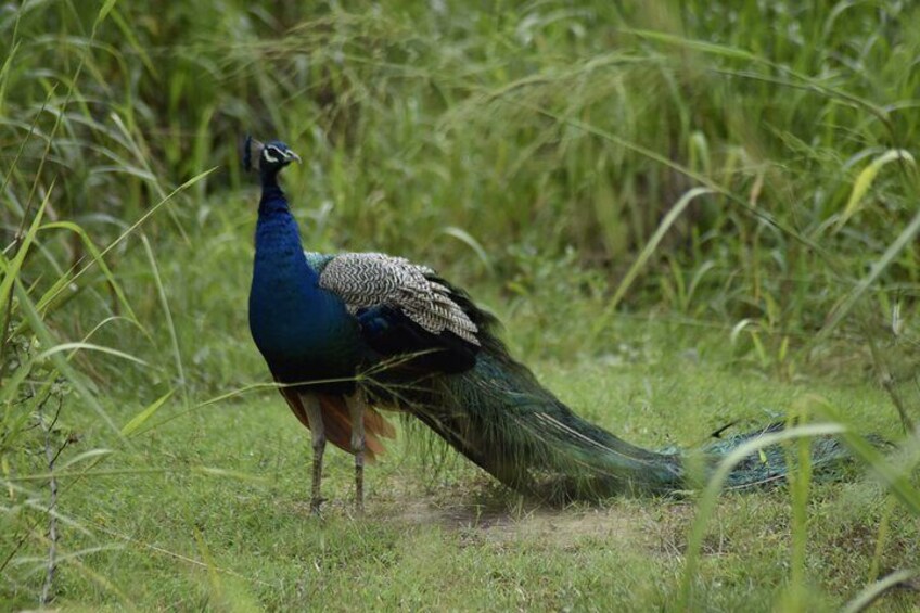 Un pavo real de pie en un campo cubierto de hierba. 3
