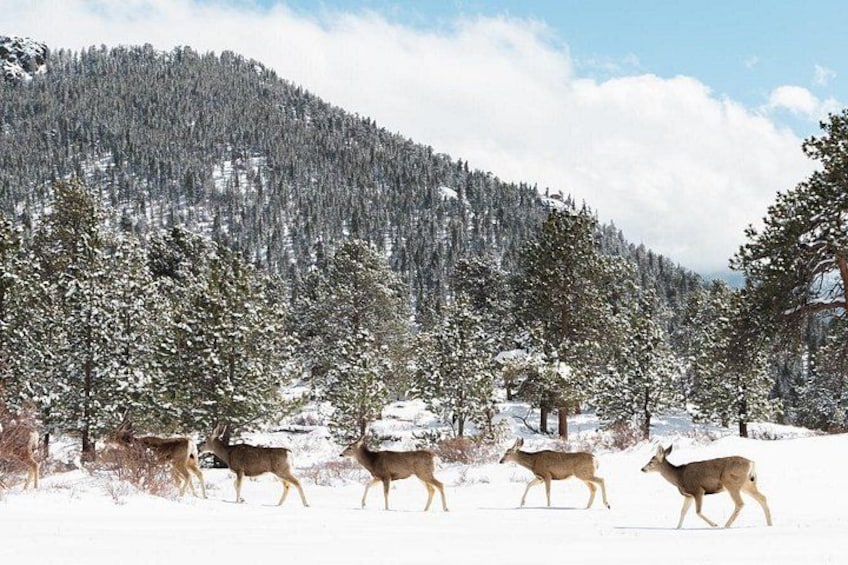 A snowy landscape with deer walking across the snow. 3