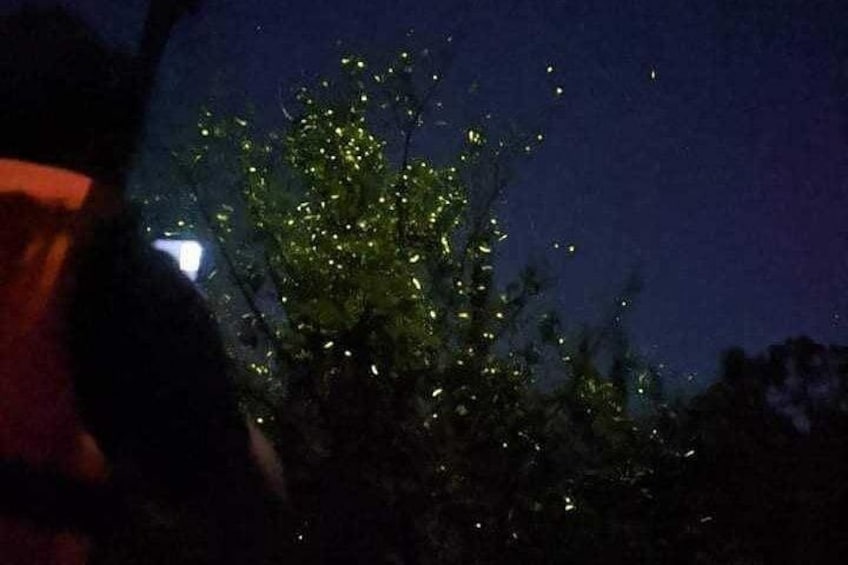 A tree with glowing lights at night. 3